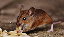 24 Hour & Emergency Exterminators in Cushing Island, ME